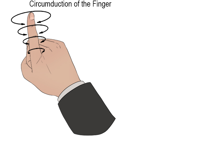 Because of the ball and socket joint at the bottom of the finger you can draw a circle in the air with each finger. Fingers are therefore capable of circumduction.